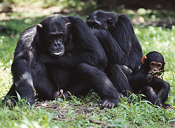 Group of chimpanzees