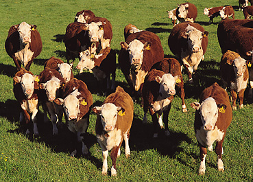 Hereford Cattle