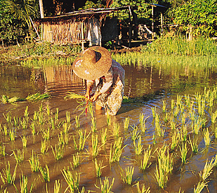 Rice field in Malaysia