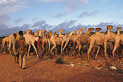 Camel herding in Djibouti