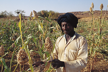 Farmer in Mauritania