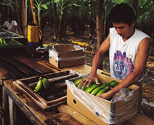 Preparing bananas for export