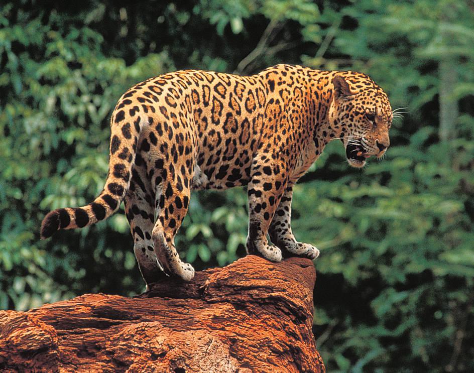 Jaguar