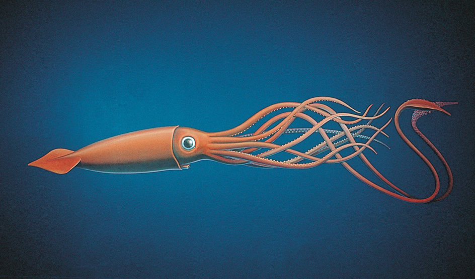 Giant squid