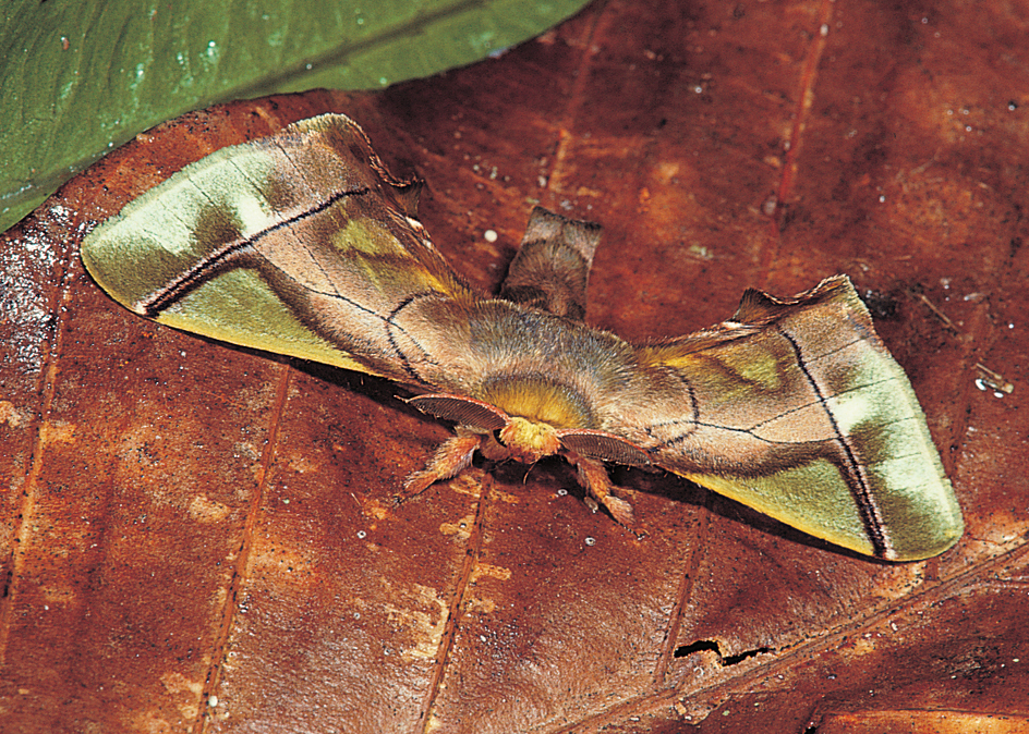 Tussock moth