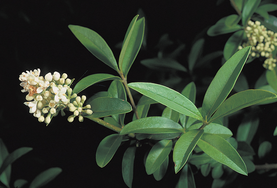 Common privet