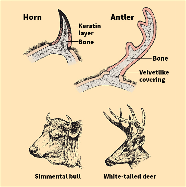 Horns and antlers