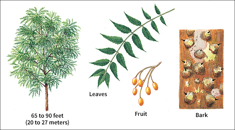 Neem tree