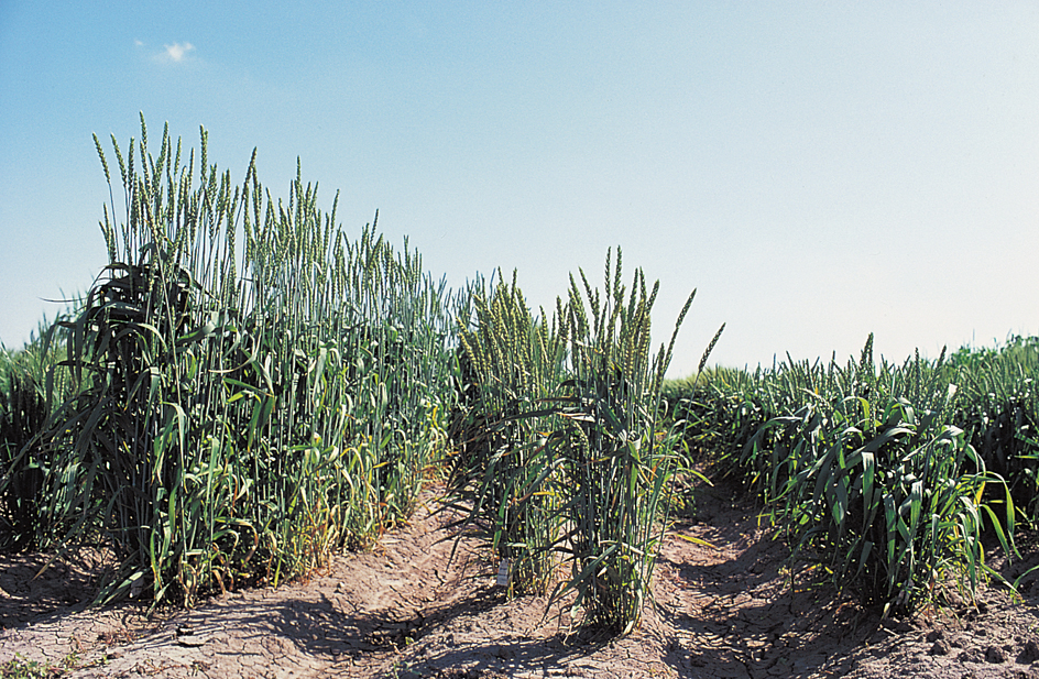 Grains used in plant research