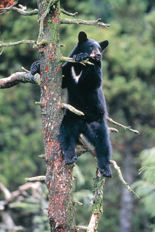 Asiatic black bear