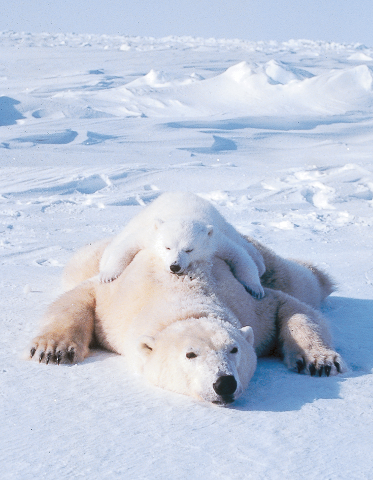 Polar bear mother and baby