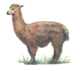 Alpaca