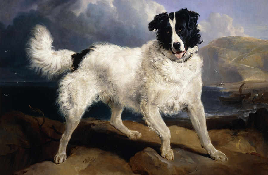 Portrait of Neptune by Sir Edwin Landseer