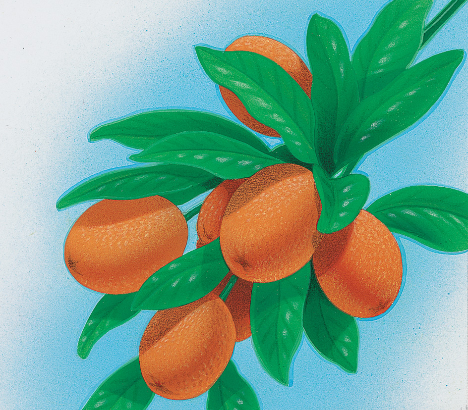 Kumquats