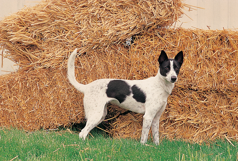 Canaan dog