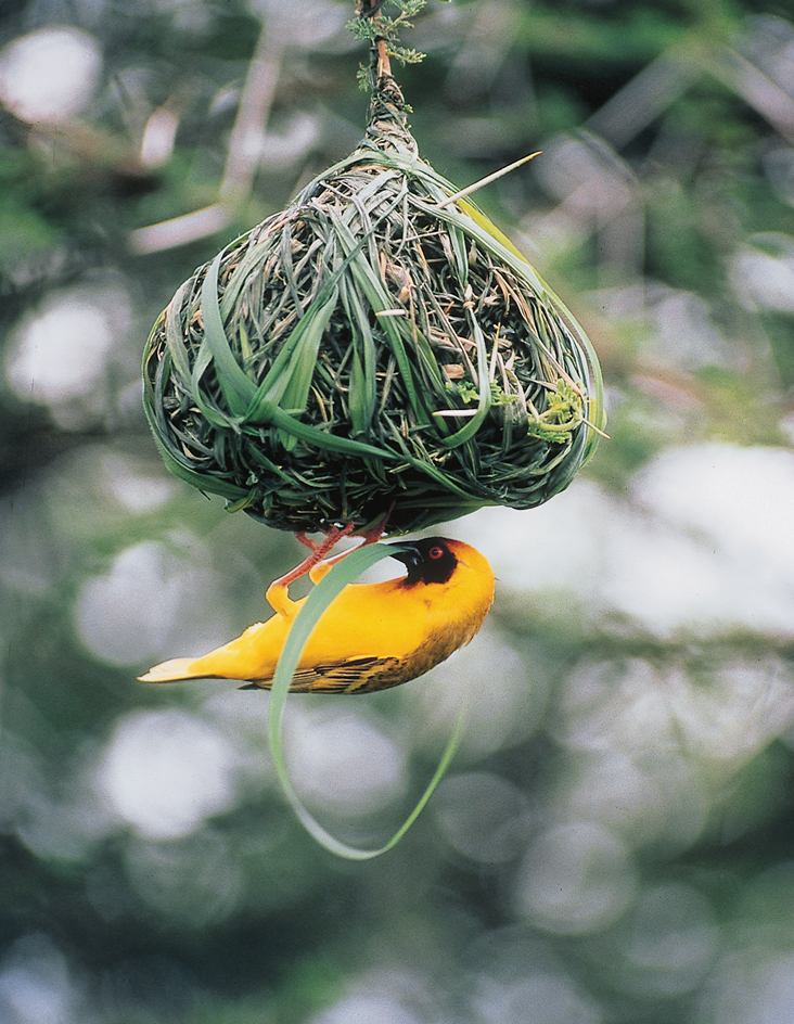 Instinct helps birds make nests