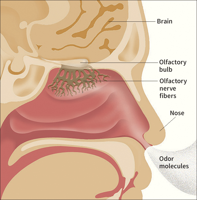 Structures important in smell