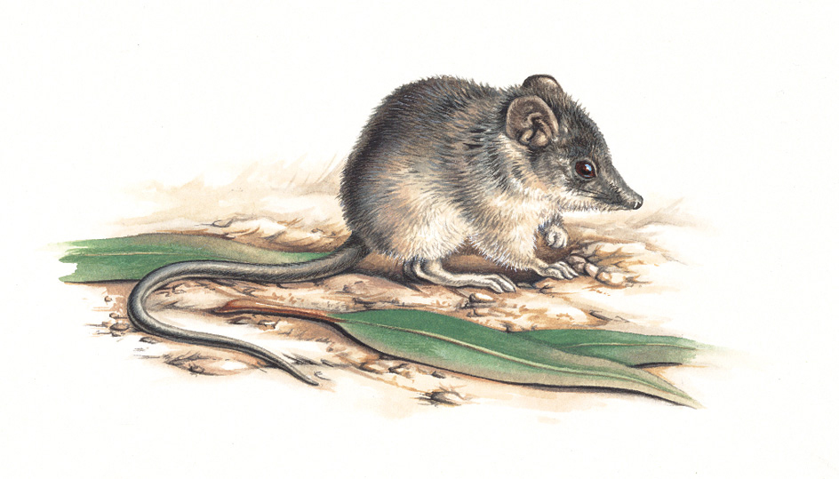 Marsupial mouse