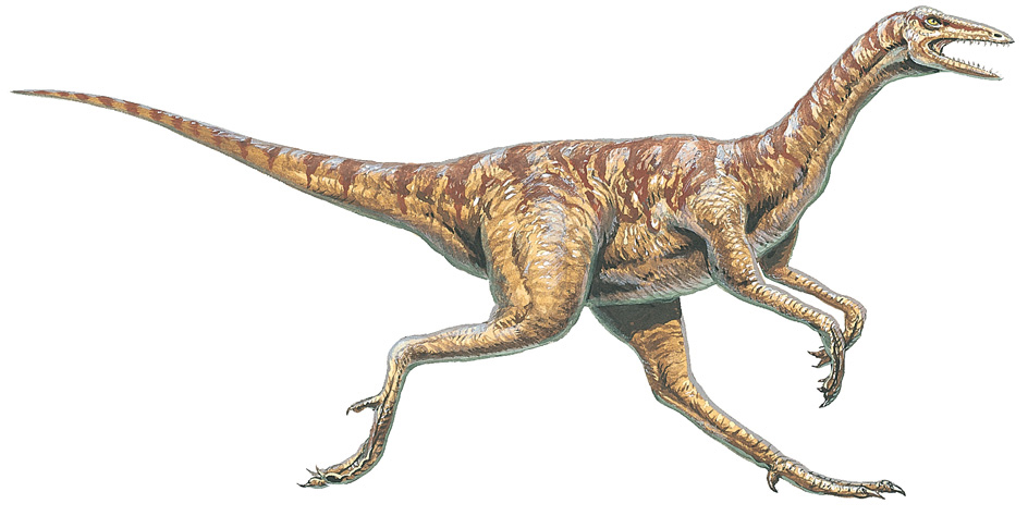 Eoraptor