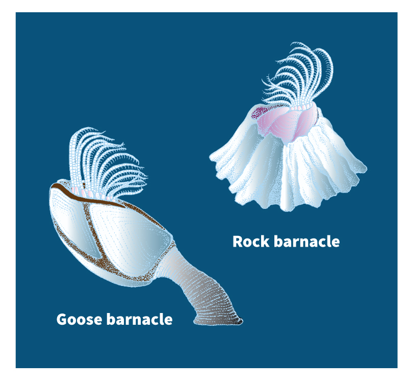 Two kinds of barnacles