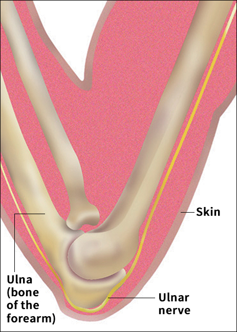 Ulnar nerve