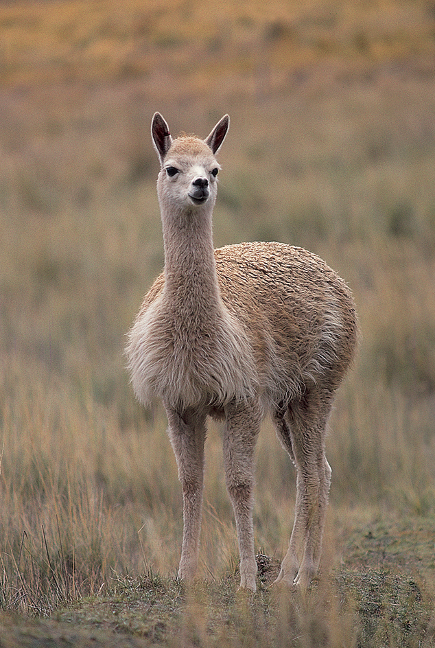 Vicuña