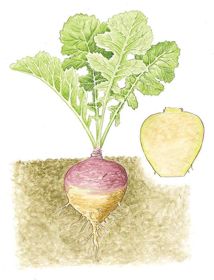 Rutabaga