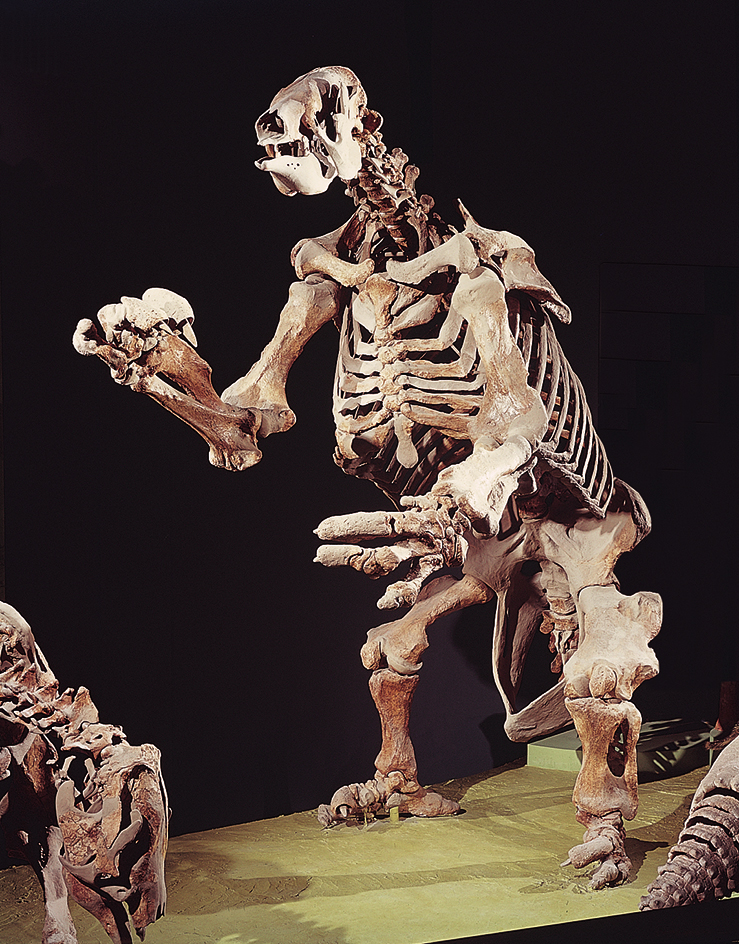 Ground sloth fossil skeleton