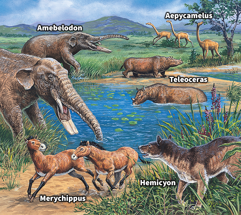 Animals of the Cenozoic Era