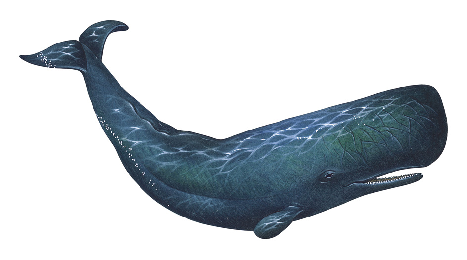 Sperm whale