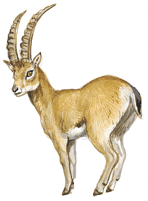 Pyrenean ibex