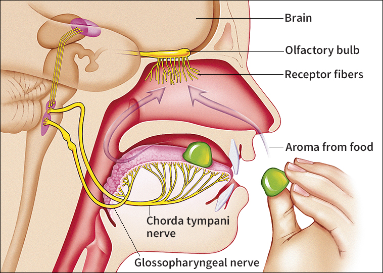 Taste and smell