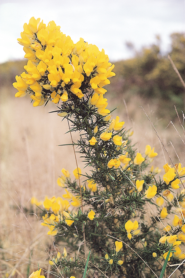 Furze shrub