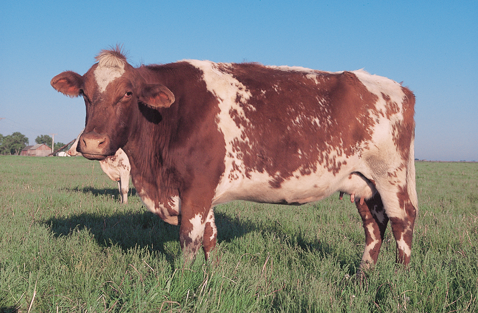 Milking Shorthorn