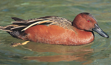 Cinnamon teal