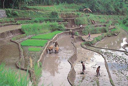 Rice fields in Indonesia