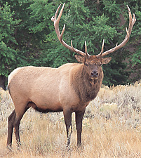 Elk (wapiti)