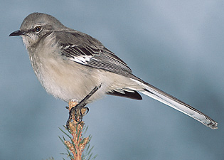 Northern mockingbird