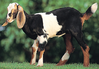 Nubian goat