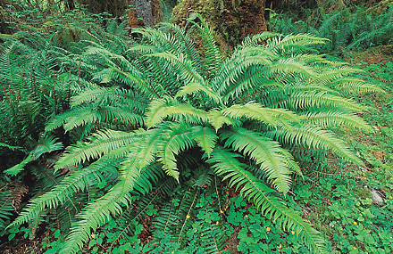 Western sword fern