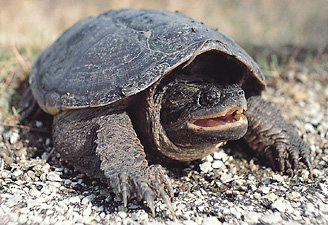 Snapping turtle