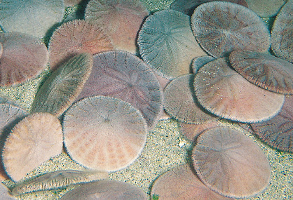 Sand dollar