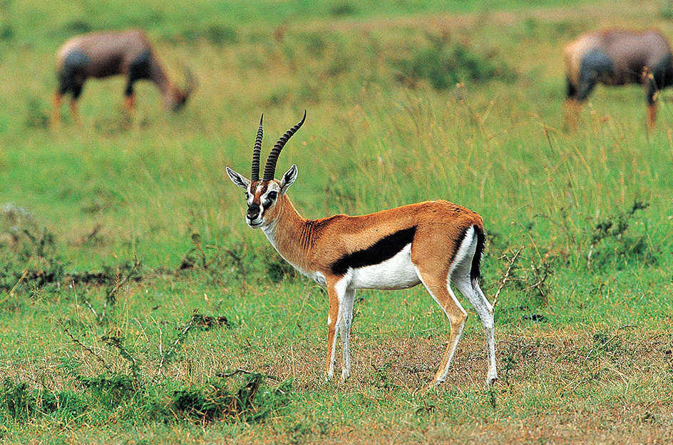 Thomson's gazelle