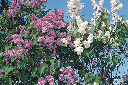 Lilacs