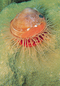 Flame scallop