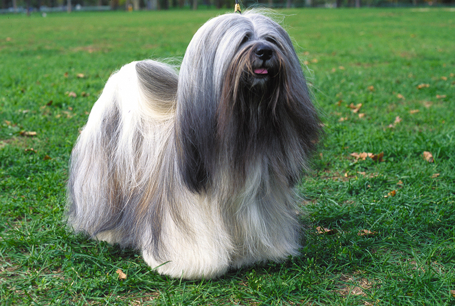 Lhasa apso