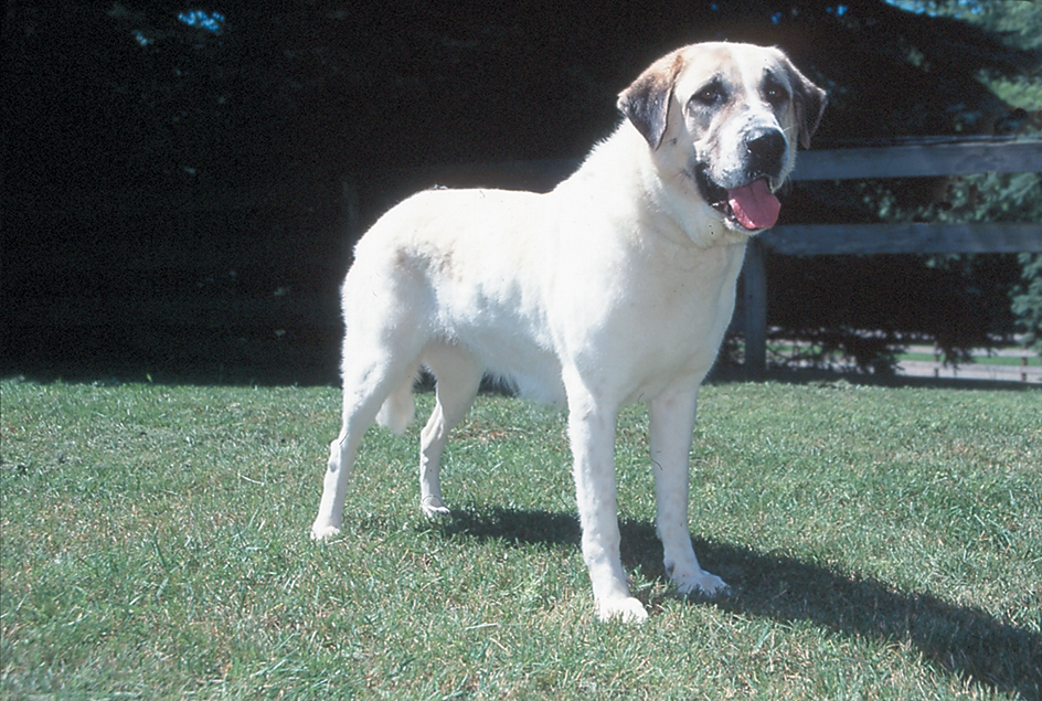 Anatolian shepherd