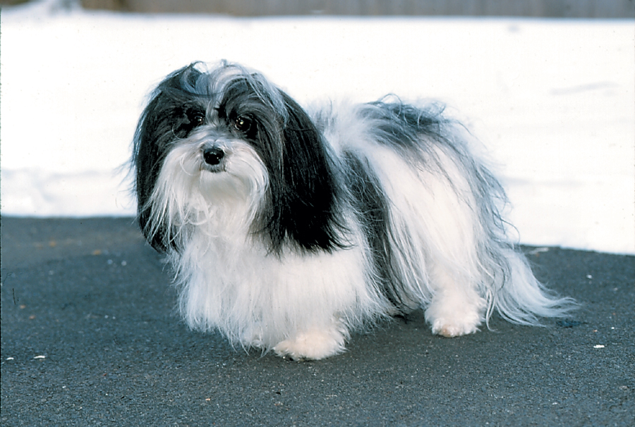 Havanese