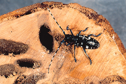 Asian long-horned beetle