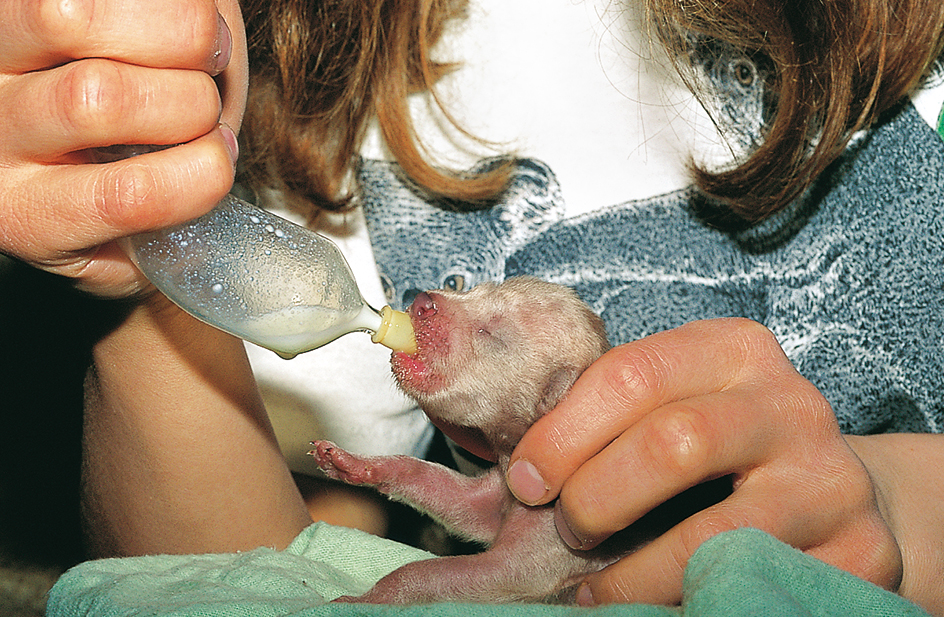 Feeding a bush dog pup